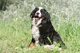 BOUVIER BERNOIS 096